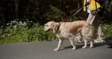 Yürüyüş için özel kıyafetler giymiş turistlerin yanında yürüyen açık renkli bir köpeğin yakın plan fotoğrafı..