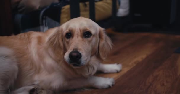 Evin Zemininde Oturan Açık Renkli Büyük Bir Köpeğin Yakın Çekim — Stok video