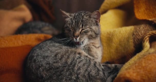 고양이는 오렌지 요크에 누워있다 자신을 귀여운 동물의 — 비디오