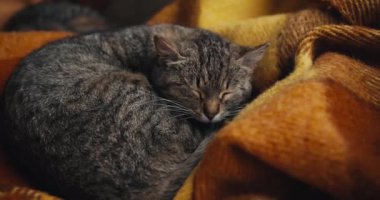 Gri bir kedi turuncu bir battaniyeye uzanıyor, uyuyor ve esniyor. Sevimli bir evcil hayvanın özeti.