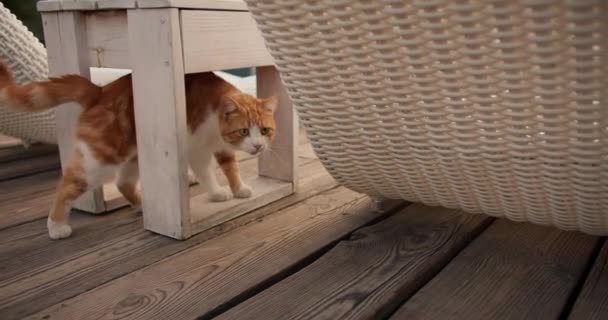 Μια Κοκκινομάλλα Γάτα Περπατάει Κάτω Από Ένα Ξύλινο Σκαμνί Ένα — Αρχείο Βίντεο
