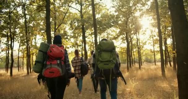 在阳光明媚的森林里 四个身穿特殊远足服装 背着特殊远足背包的人踩着干枯的夏草走过森林的后视镜 一对夫妇的人在一个 — 图库视频影像