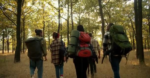 在夏日的森林里 一群旅行者徒步旅行的后视镜 四个身穿特殊远足服装 背着背包的人沿着森林沿着干枯的夏草走着 积极的生活方式和徒步旅行 — 图库视频影像