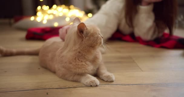 스웨터에 소녀의 클로즈업 바닥에 그녀의 크림색 고양이를 겨울에 아늑한 아파트에서 — 비디오