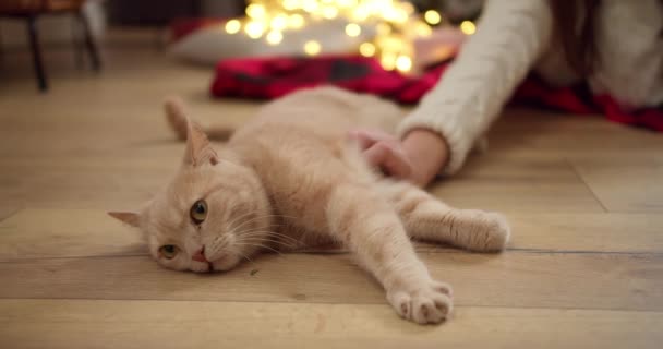 Nahaufnahme Einer Cremefarbenen Katze Die Der Nähe Ihres Besitzers Auf — Stockvideo
