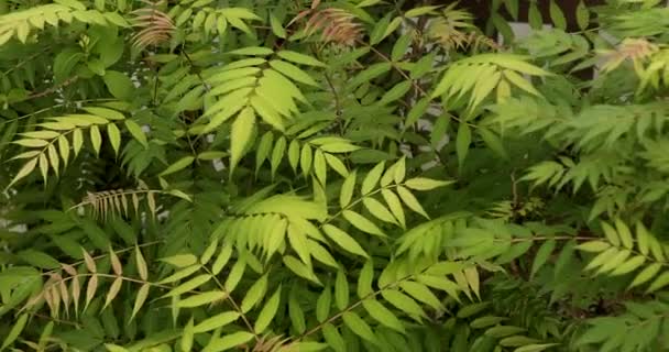 Detailní Pohled Svěží Zelené Listy Slunce Sluneční Paprsky Listy Větru — Stock video