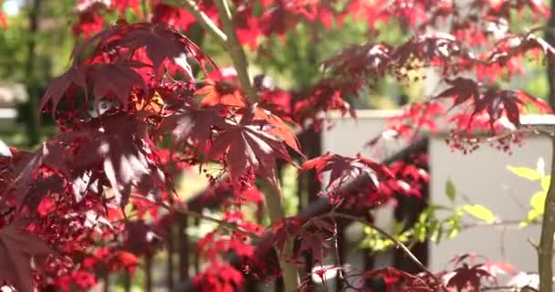 Κοντινή Θέα Των Όμορφων Κόκκινων Φύλλων Φθινοπωρινή Χλωρίδα Εποχής — Αρχείο Βίντεο