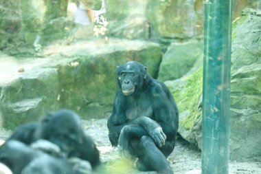 Hayvanat bahçesindeki şirin maymunlar