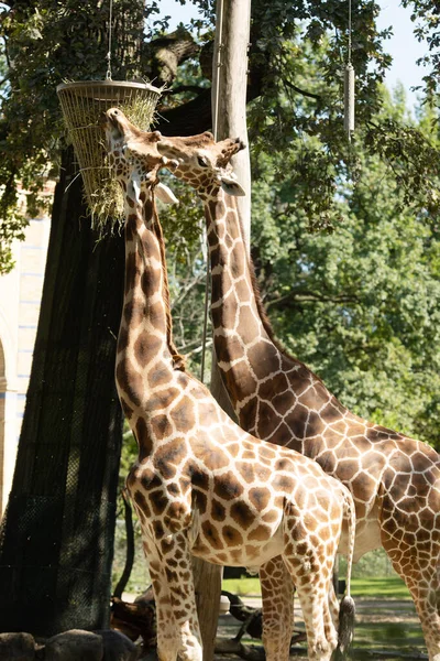 Beautiful Giraffes Zoo — Stock Photo, Image