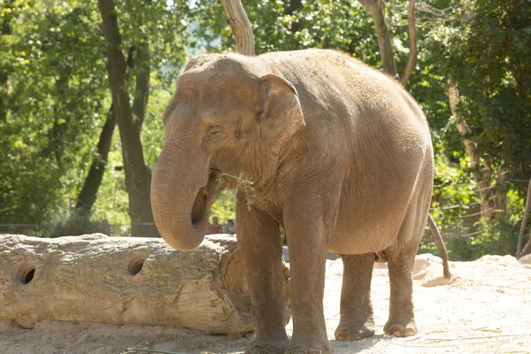 Взрослый Слон Гуляющий Зоопарке — стоковое фото