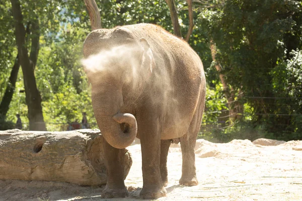 Взрослый Слон Гуляющий Зоопарке — стоковое фото
