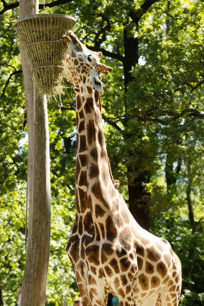 Beautiful Giraffes Zoo — Stock Photo, Image