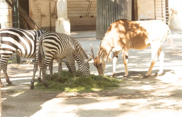 Zebras Zoo Tiere — Stockfoto