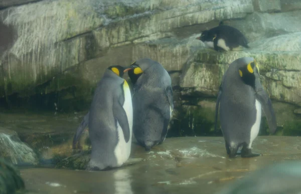 Słodkie Pingwiny Zoo — Zdjęcie stockowe