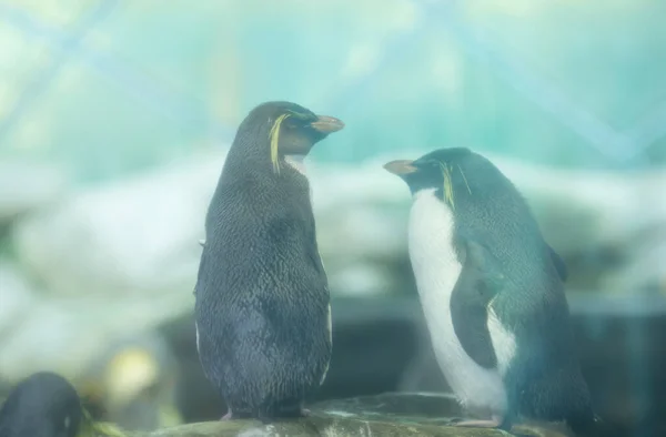 Mignons Pingouins Dans Zoo — Photo