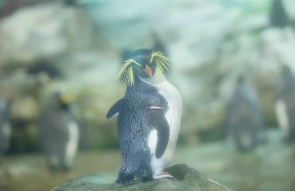 Niedliche Pinguine Zoo — Stockfoto