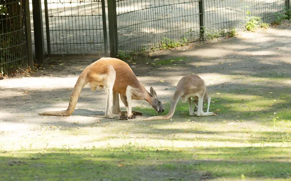 Słodkie Kangury Zoo — Zdjęcie stockowe