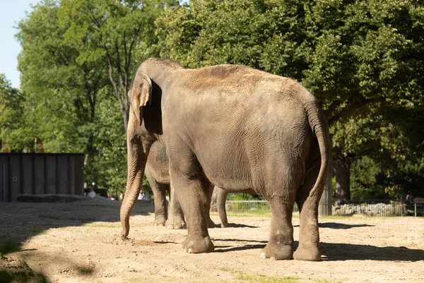Взгляд Взрослых Слонов Гуляющих Зоопарке — стоковое фото