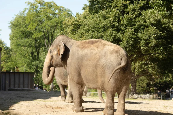 Взгляд Взрослых Слонов Гуляющих Зоопарке — стоковое фото