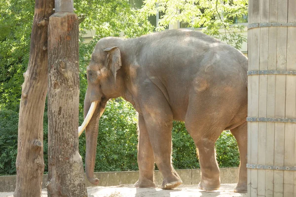 Belle Vue Sur Éléphant Adulte Marchant Dans Zoo — Photo