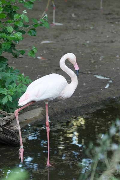 Американский Фламинго Карибский Фламинго Большая Птица Отдыхает Наслаждаясь Летом — стоковое фото