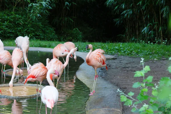 Американские Фламинго Карибские Фламинго Большие Птицы Отдыхают Наслаждаясь Летом — стоковое фото