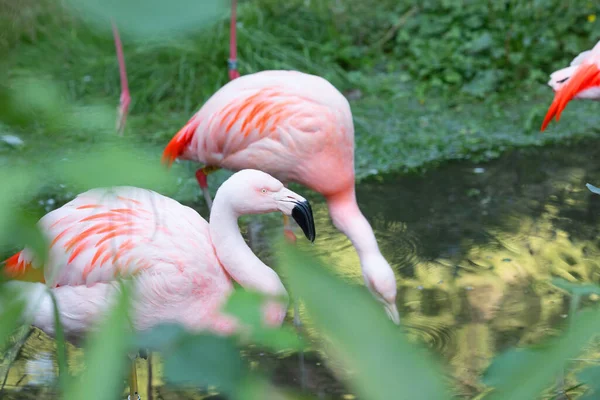 American Flamingos Caribbean Flamingos Big Birds Relaxing Enjoying Summertime — Stock Photo, Image