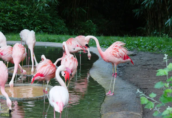 Flamingos Americanos Flamingos Caribenhos Pássaros Grandes Relaxantes Curtindo Verão — Fotografia de Stock