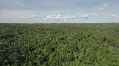 Gökyüzü açık, güzel, yemyeşil orman manzarası..          