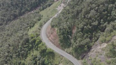 Arka planda ağaçlar olan dolambaçlı bir yol. Yol bir ormanla çevrili ve ağaçlar uzun.
