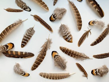 Beyaz arka planda farklı sülün tüyleri, yakın planda doğal kuş süsü, egzotik hayvan deseni.