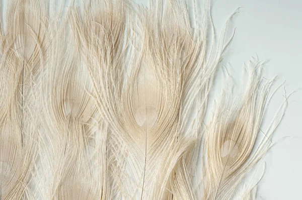 Pavão Penas Bege Fundo Branco Ornamento Pássaro Natural Close Animal — Fotografia de Stock