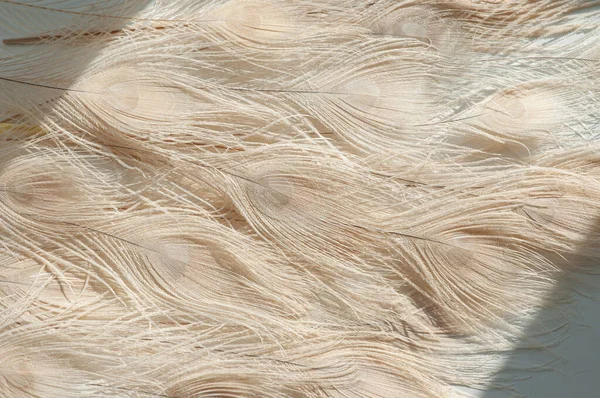 孔雀米色羽毛背景 天然鸟类装饰特写 异国情调动物图案墙纸 — 图库照片