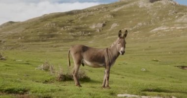 Dağlarda eşek. Yüksek kalite 4k görüntü