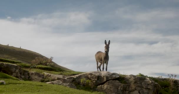 Donkey Mountains High Quality Footage — Αρχείο Βίντεο