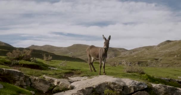 Donkey Mountains High Quality Footage — Vídeo de Stock