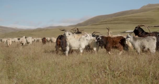 Herd Goats Grazing Mountains High Quality Footage — Vídeo de stock