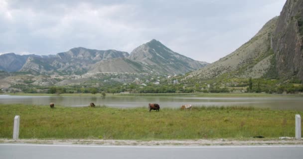 Motorcycles Drive Road Mountains High Quality Footage — Αρχείο Βίντεο