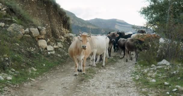 Vacas Camino Rural Imágenes Alta Calidad — Vídeos de Stock