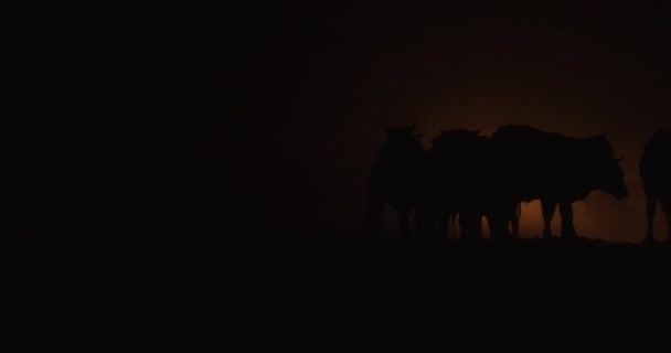 Vaches Nuit Lumière Des Phares Images Haute Qualité — Video