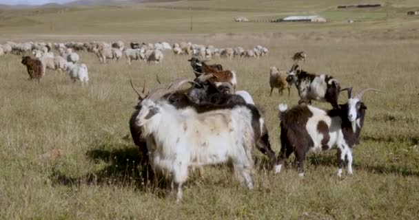 Herd Goats Grazing Mountains High Quality Footage — Αρχείο Βίντεο