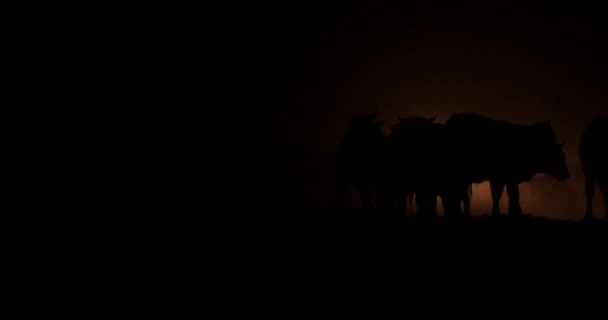 Vaches Nuit Lumière Des Phares Images Haute Qualité — Video