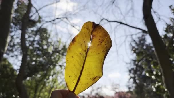 Sárga Levél Egy Fából Háttérben Napsugarak Erdőben Parkban Megérkezett Ősz — Stock videók