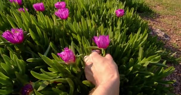 Homem Pov Arranca Uma Flor Rosa Campo Jardineiro Escolhe Flores — Vídeo de Stock