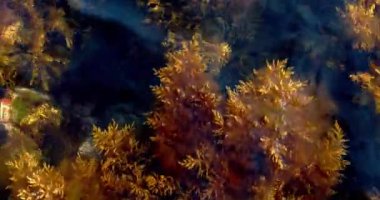 Sörf dalgalarında sallanan kayaların üzerindeki yosun. Ünvanlar için arka plan. Tarkovsky. Yüksek kalite 4k görüntü