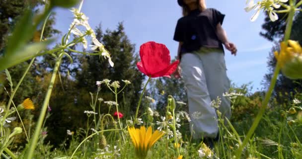 Close Widok Kobiet Ręce Zbierające Żółte Kwiaty Rumianki Jednym Bukiecie — Wideo stockowe