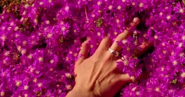 Drosanthemum hispidum, ya da parlak güneş ışığında, evcilleştirilmiş bal arıları tarafından tozlaştırılan Rosea Purple Iceplant. Işıklandırma, statik makro manzaralı, gün ortasında parlıyor. Yüksek kalite 4k