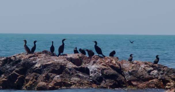 Gran Pájaro Cormorán Phalacrocorax Carbo Encaramado Una Piedra Mar Amanecer — Vídeos de Stock