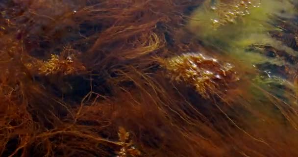Zielona Trawa Morska Unosi Się Wodzie Wodorosty Morskie Powszechną Rośliną — Wideo stockowe