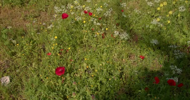野生の花のフィールド 春に野生動物 野生の花のフィールドに赤いケシ 高品質4K映像 — ストック動画